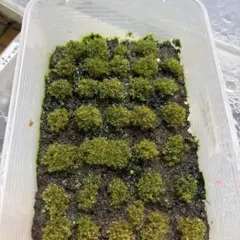 ビカクシダセット15種 エルサOCなど 2025年最新】elsa ビカクシダの人気アイテム - メルカリ