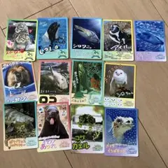 3枚セット】鳥羽水族館コレクションカード vol.1 - メルカリ
