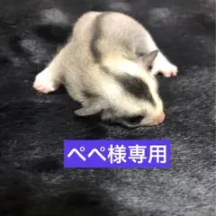 モモンガ　三角ポーチ　ハウス　おうち　Mサイズ　ハンドメイド