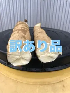 徳之島産キャッサバ生芋訳あり品20キロ入り訳あり品の為商品説明書を 