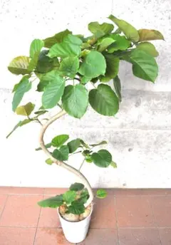 フィカス ウンベラータ 8号 156cm S-shaped tree form - メルカリ