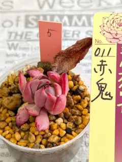 おらいさん　ミックスベリア　赤鬼　葉挿し　多肉植物