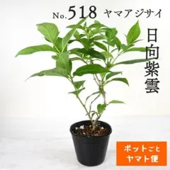 ポットごとヤマト便216】ヤマアジサイ 富士の滝(フジノタキ) 山紫陽花