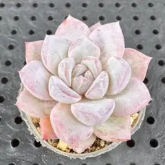 しろすずめ様 リクエスト 2点 まとめ商品