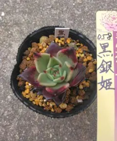 多肉植物　黒銀姫　ミックスベリア　おらいさん苗　札なしサンセットグレイ葉挿しっ子