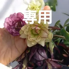 専用、お買い得！クリスマスローズ5個セット