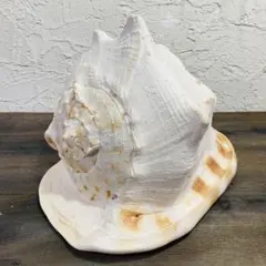 トウカムリガイ　唐冠貝　大型貝殻　幅27cm　マリン雑貨　インテリア　天然物 トウカムリガイ 唐冠貝 大型貝殻 幅27cm マリン雑貨 インテリア 天然物