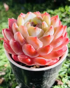 多肉植物　レッドモンロー　カット苗発根管理中　美苗 エケベリア韓　写真通りに発送