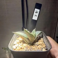 アガベ チタノタ 海王 観葉植物