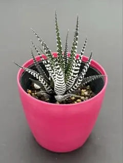 十二の巻　◻︎抜き苗◻︎