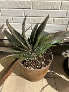 2026年最新】ガステリア 恐竜の人気アイテム - メルカリ