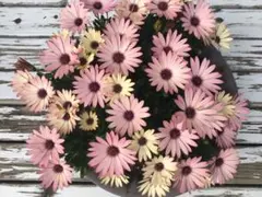 ✻*˸ꕤ*˸NonNon✻*˸ꕤ*˸様 リクエスト 2点 まとめ商品