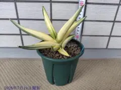 サンスベリア Sansevieria Silver Dragon v A - メルカリ