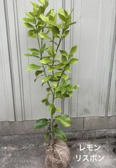 レモンの苗木　☆ きれいな形のレモンが収穫できる　☆ 掘り上げたばかり元気な苗木