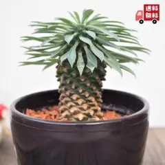 名無し様 リクエスト 4点 まとめ商品
