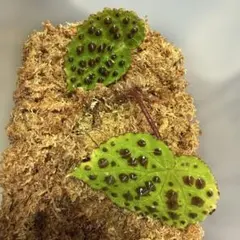 2026年最新】メラノブラータの人気アイテム - メルカリ