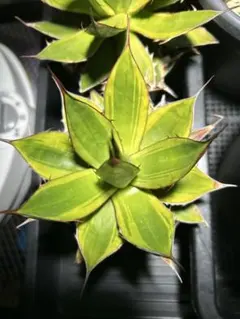 2026年最新】ホリダ 斑入りの人気アイテム - メルカリ