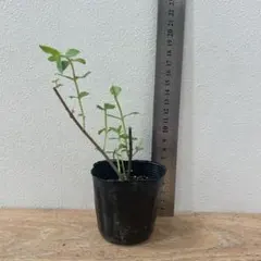 エゾミソハギ　苗のサムネイル