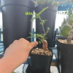 yu→k様 リクエスト 3点 まとめ商品