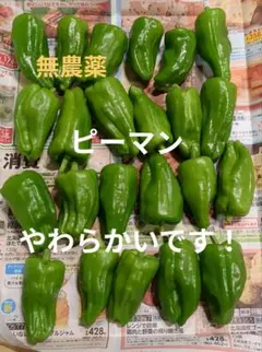 【農薬不使用】ピーマンのサムネイル