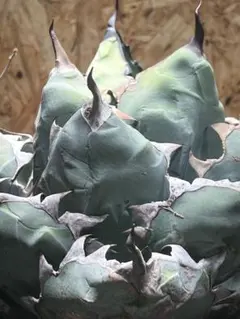 モ*ギ様 【初売りオークション】49 REZA産　長棘　アガベ　TARANTUL 2026年最新】イラン株 アガベの人気アイテム - メルカリ