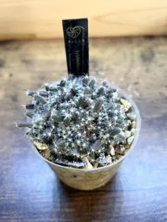 鬼灯様 リクエスト 2点 まとめ商品