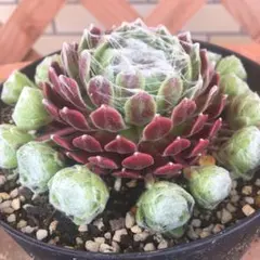2026年最新】多肉植物 センペルビウムの人気アイテム - メルカリ