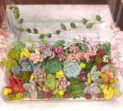 ぎっしり多肉弁当　Y ☆16×10×4.5☆カット苗☆おまけ多肉付き