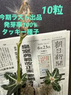 2026年最新】パキポディウム タッキーの人気アイテム - メルカリ