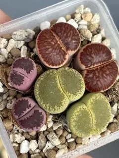 多肉植物リトープス/コノフィツム/メセン 大津絵 カラフルセット 土