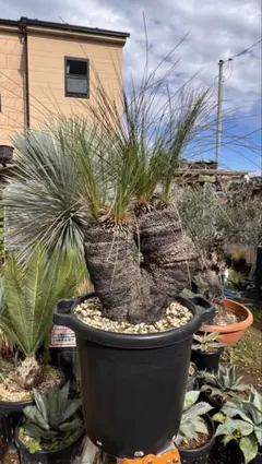 クサントロエア　ジョンソニー　ブラックボーイ 2025年最新】クサントロエア ジョンソニーの人気アイテム - メルカリ