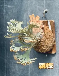 P.Willinckii Tiara spore 211 - メルカリ
