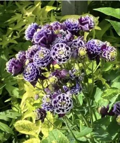 きなこ様 リクエスト 3点 まとめ商品