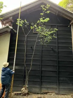 逸品。山採り ヤマボウシ2.7M(鉢底から)◎根回し済 - メルカリ