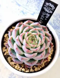 2026年最新】ザラゴーサの人気アイテム - メルカリ