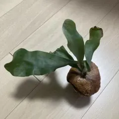 雷神　raijin　ヒリー ビカクシダ　　　platycerium　子株 雷神 raijin ヒリー ビカクシダ platycerium 子株 - メルカリ