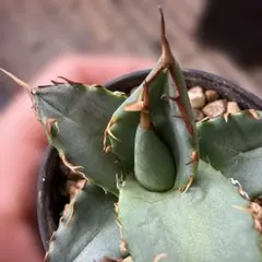 2026年最新】オテロイ 青葉の人気アイテム - メルカリ