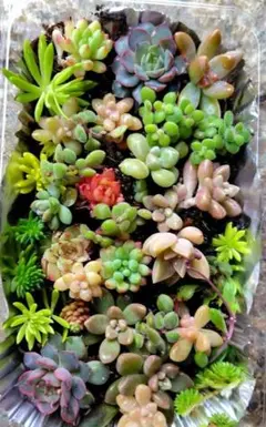 エケベリア・セダムの多肉植物寄せ植え（カット苗）