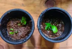 2025年最新】ビカクシダ 胞子 セットの人気アイテム - メルカリ