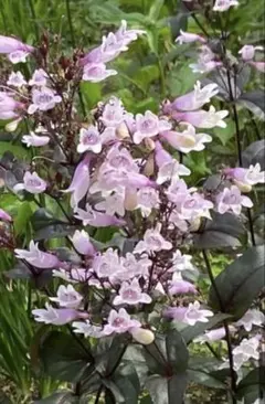 ペンステモン　ダークタワー　花の種100粒以上