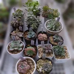 2025年最新】プリンセスティアラ 多肉の人気アイテム - メルカリ