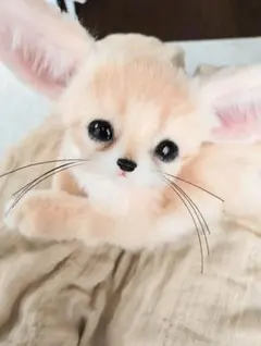 うるうるオメメで見つめてくれます❤生後３週間♡フェネックベビー♡アートドール♡ うるうるオメメで見つめてくれます❤生後3週間♡フェネックベビー