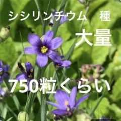 RUKI様 リクエスト 3点 まとめ商品