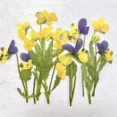 押し花 NO.355 シナガワハギ ダールベルグデージー他 - メルカリ