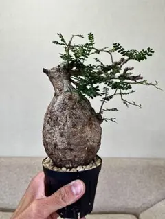 乾燥珍々】シロアリの女王標本 超巨大 サシハリアリ 昆虫標本