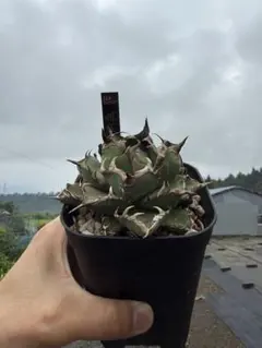 Agave titanota Griffin 中株 グリフィン イラン株 - メルカリ