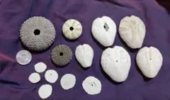 ウニ殻　色々　まとめ売り