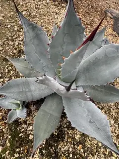 パリー　ハイブリッド　トランカータ　アプラナータ　子株付き パリー ハイブリッド トランカータ アプラナータ 子株付き