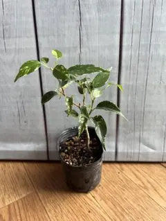 観葉植物　ベンジャミン　サファリ　6センチポットごと　斑入りのサムネイル
