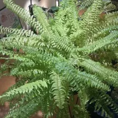 2026年最新】ネフロレピス ハッピーマーブルの人気アイテム - メルカリ